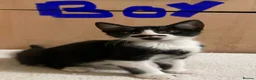 Mixed Breed cats for sale: Bengal cross kittens - Advert 25