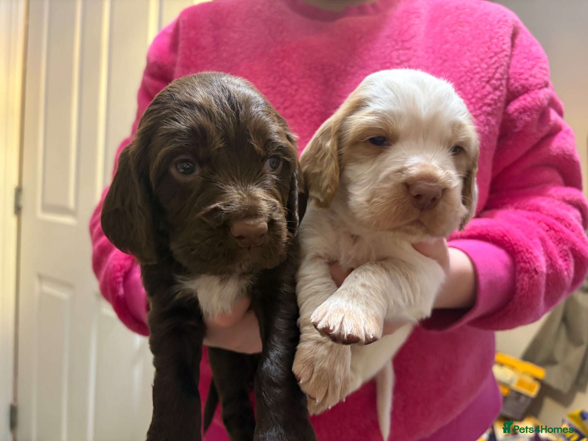 Cocker Spaniel dogs KC reg working cocker puppies  - Advert 1