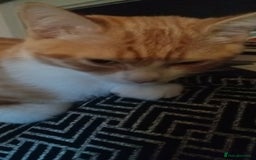 Mixed Breed cats for sale: 1 boy 1 girl kitten - Image 1