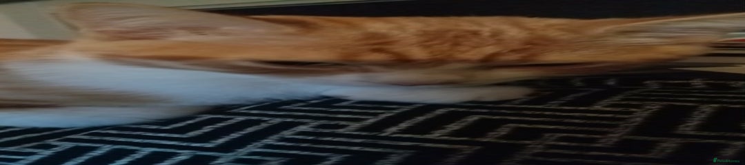 Mixed Breed Kitten 1