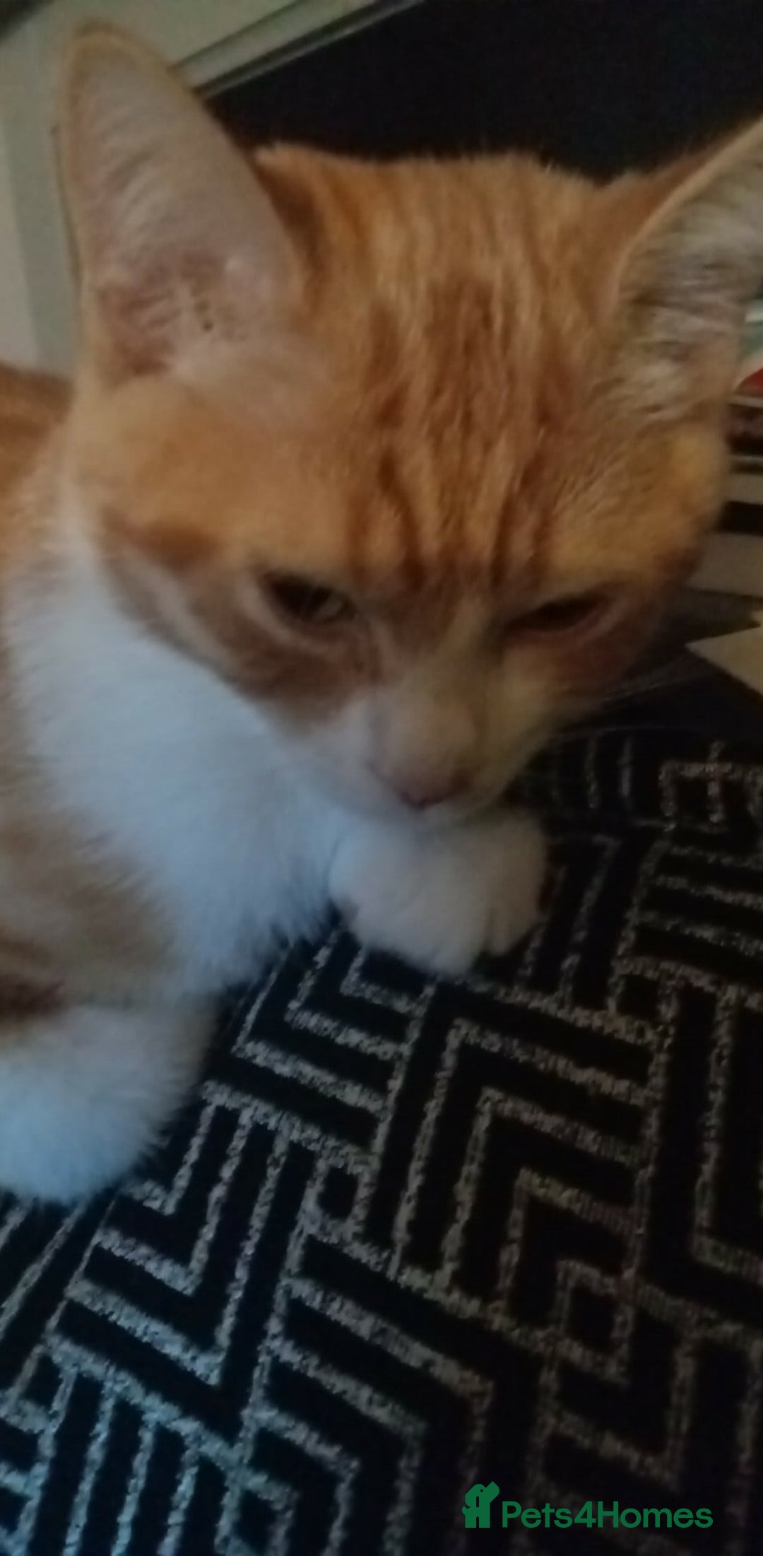 Mixed Breed cats for sale: 1 boy 1 girl kitten - Image 1