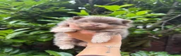Pomeranian dogs for sale: KC micro Russian bloodlines Pomeranian puppies - Advert 21