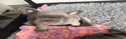 French Bulldog dogs for sale: Solid blue fluffy frenchie pups in London - Advert 2