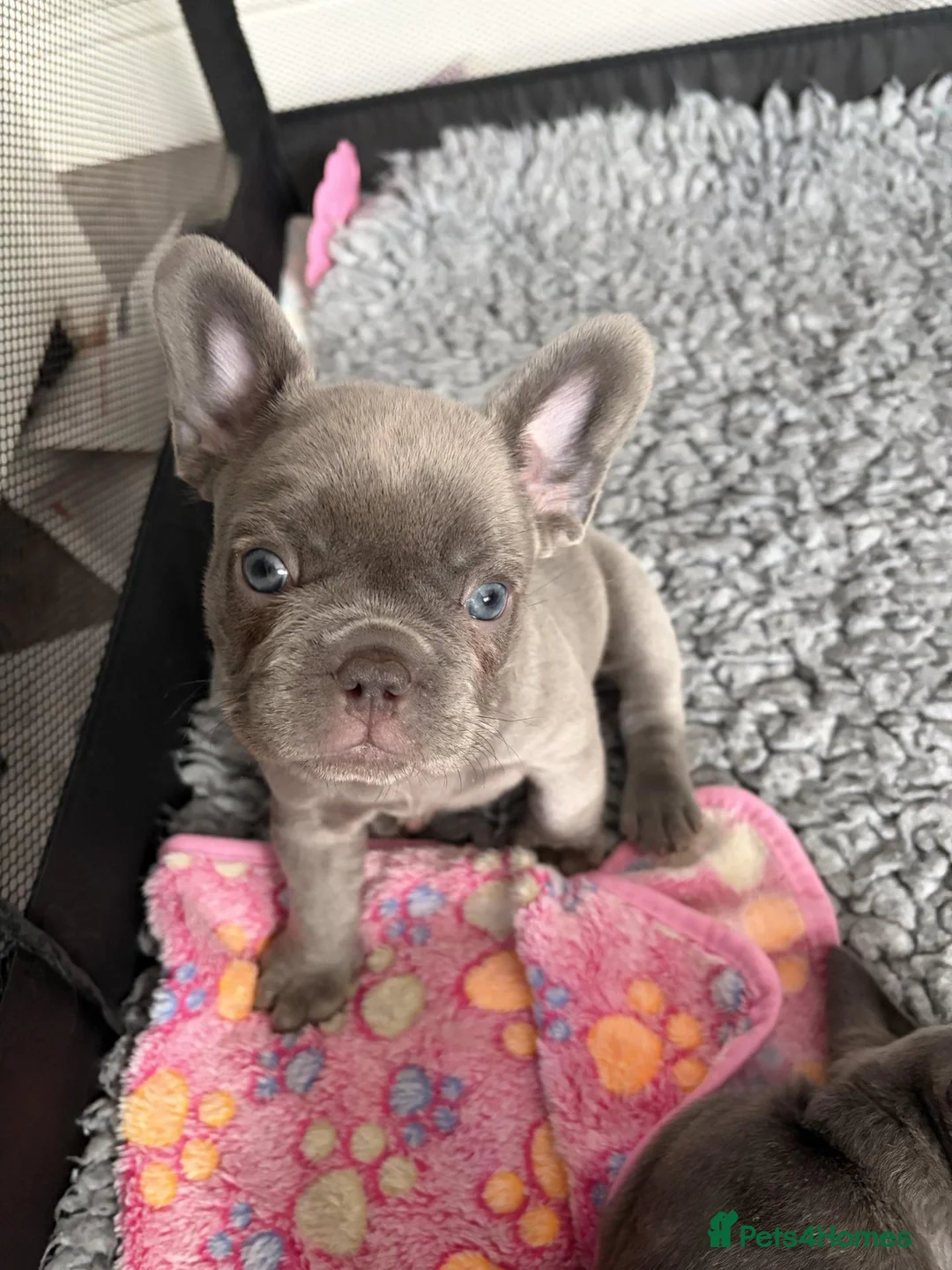 French Bulldog dogs for sale: Solid blue fluffy frenchie pups in London - Advert 2