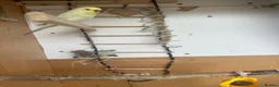 Budgerigars birds for sale: Lovely rainbow female in breeding condition  - Advert 5
