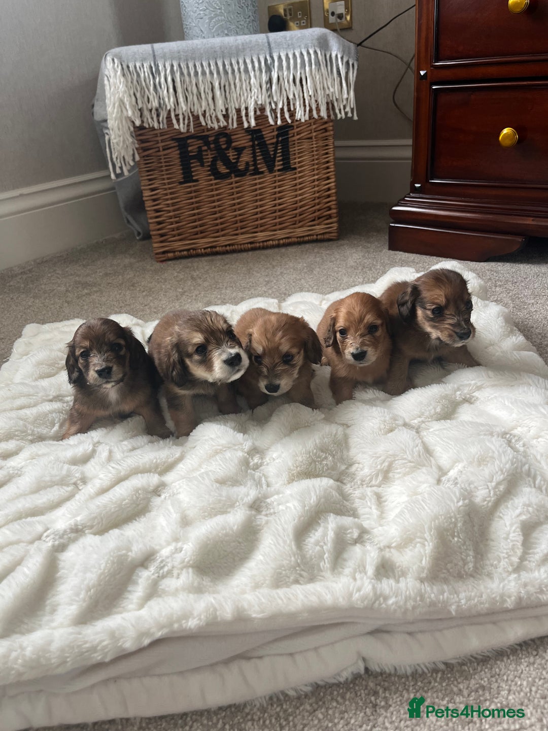 Miniature Dachshund dogs for sale: KC Reg Miniature Long-Haired Dachshund Puppies - Image 1