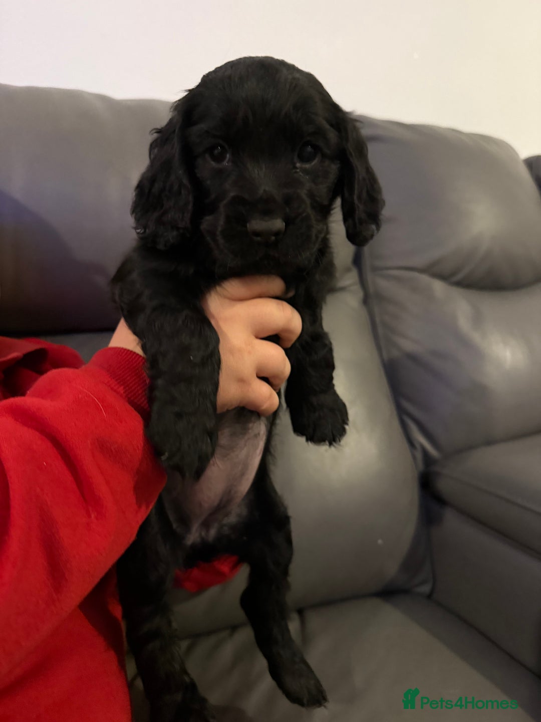 Cocker Spaniel dogs for sale: Puppies Cocker spaniel for sale - Advert 6