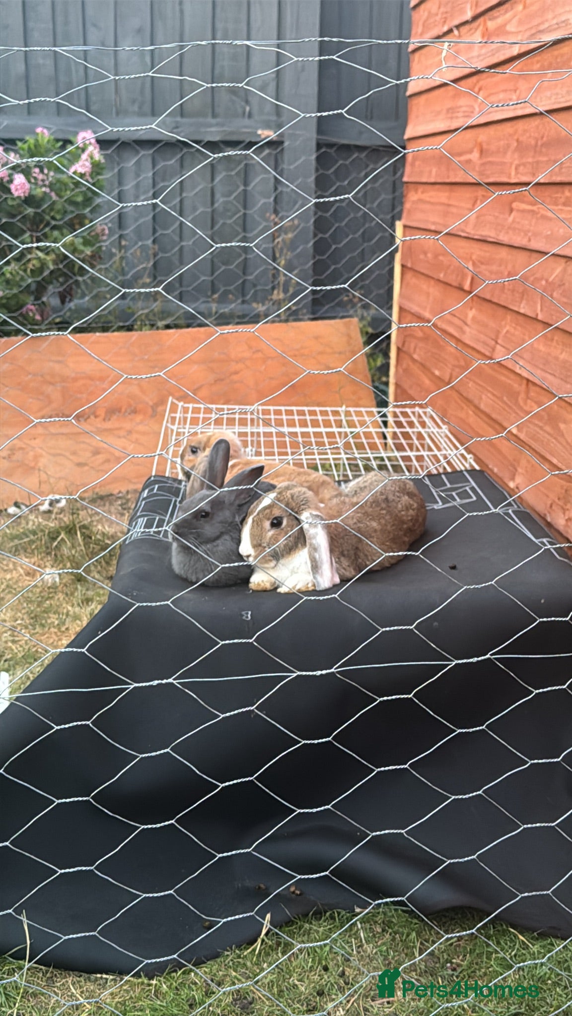 Mixed Breed rabbits 3 rabbits for sale  - Advert 1