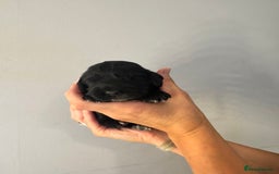 Cocker Spaniel dogs for sale: Cocker Spaniel Puppies  - Image 9