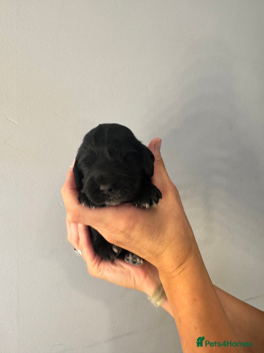 Cocker Spaniel dogs for sale: Cocker Spaniel Puppies  - Image 9