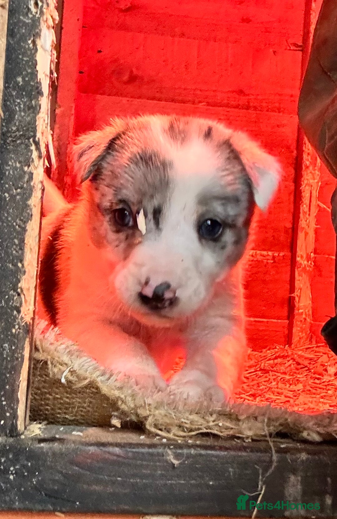 Border Collie dogs for sale: Collie pups  - Image 9