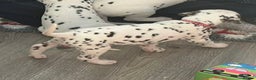 Dalmatian dogs for sale: Dalmatian Puppies - Advert 16