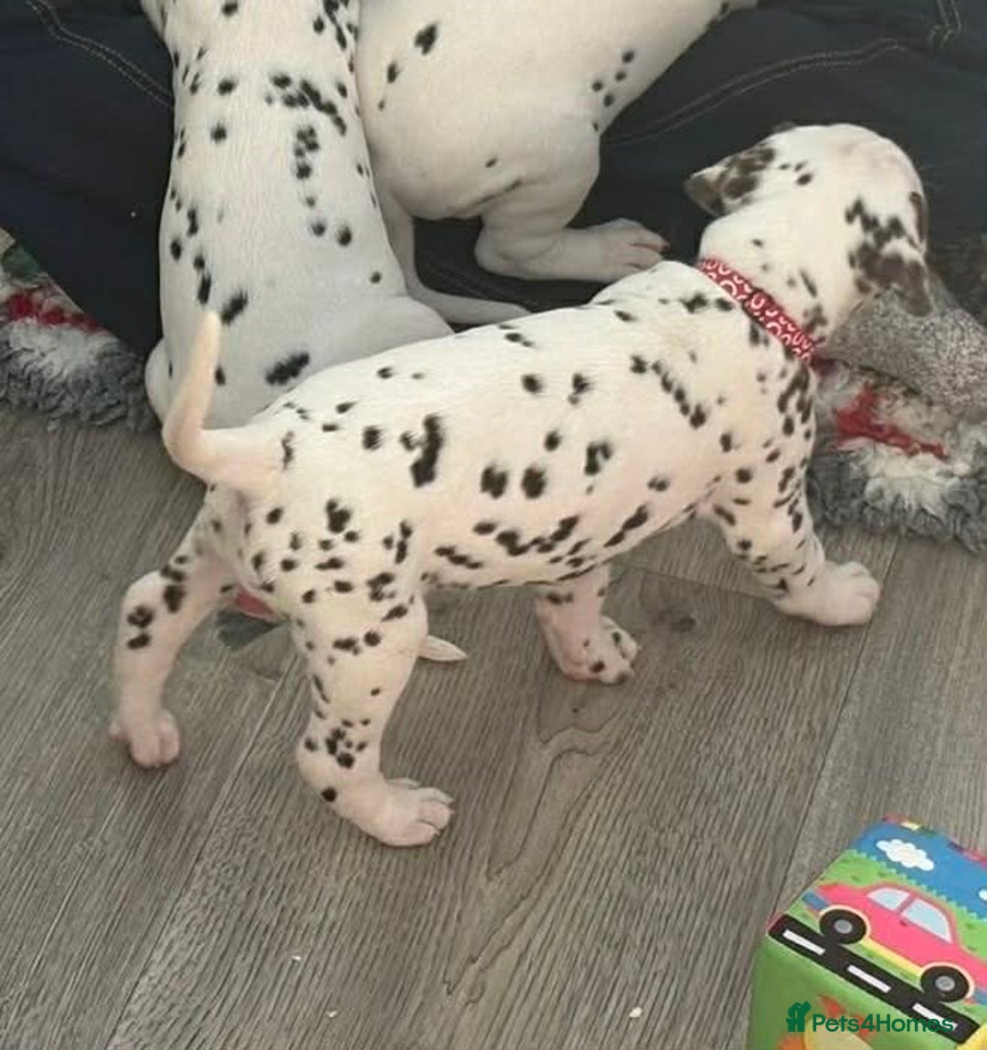 Dalmatian dogs for sale: Dalmatian Puppies - Advert 16