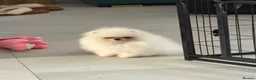 Pomeranian dogs for sale: KC Teddy Bear Poms - Exceptional Russian Lines - Advert 3