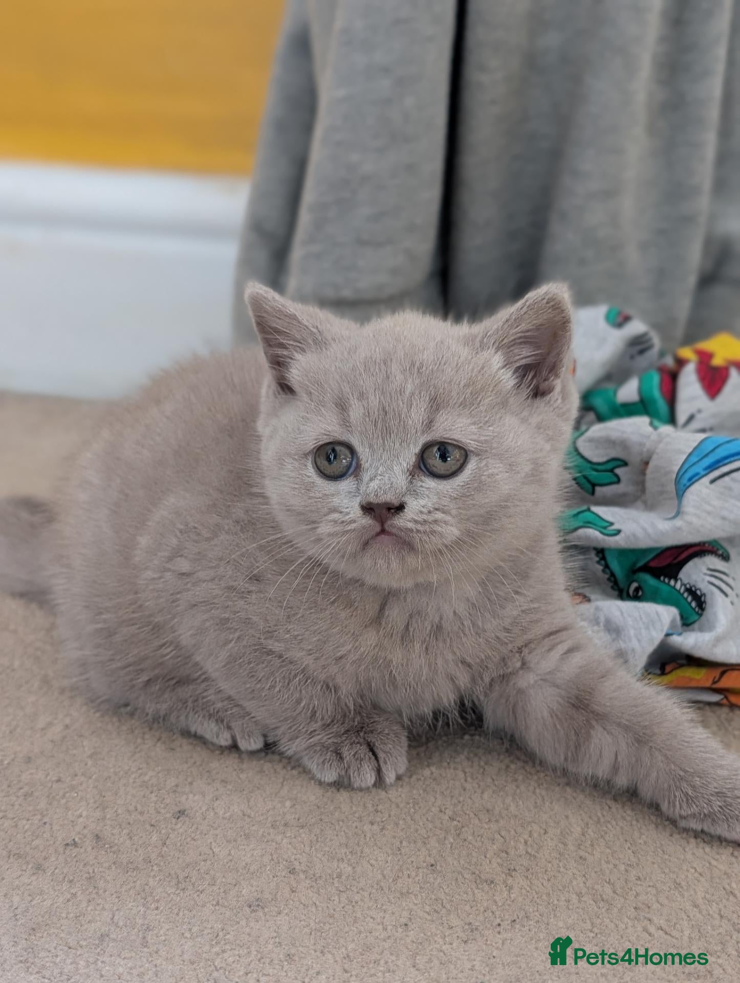 British Shorthair cats British shorthair lilac female kitten  - Advert 10