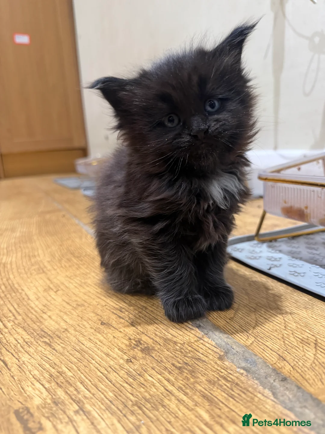 Maine Coon cats for sale: 1 left Purebred Maine Coon Kittens - TICA 🐾 - Advert 19