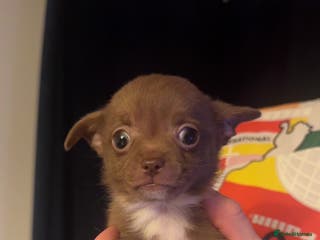 Chihuahua dogs Chihuahua puppies for sale - Advert 4