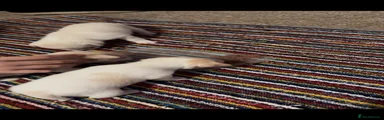 Chihuahua 3