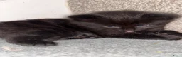 Mixed Breed cats for sale: Four Stunning Ragdoll  & Ragamuffin kittens  - Advert 24