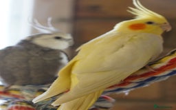 Cockatiels birds for sale: Young Cockatiels - Image 29