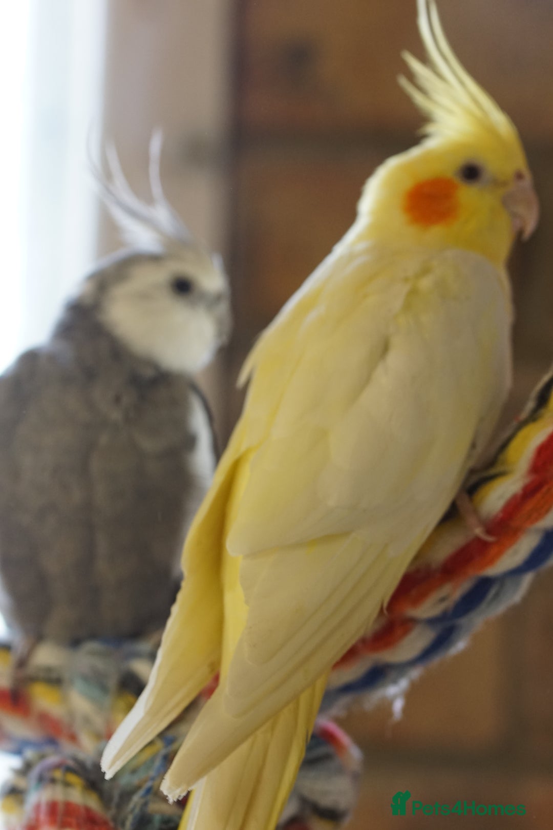 Cockatiels birds for sale: Young Cockatiels - Image 29