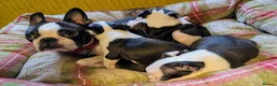 Boston Terrier dogs for sale: 1 BOY LEFT: Adorable KC Boston Puppies  - Advert 16