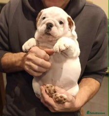 English Bulldog Puppy 2