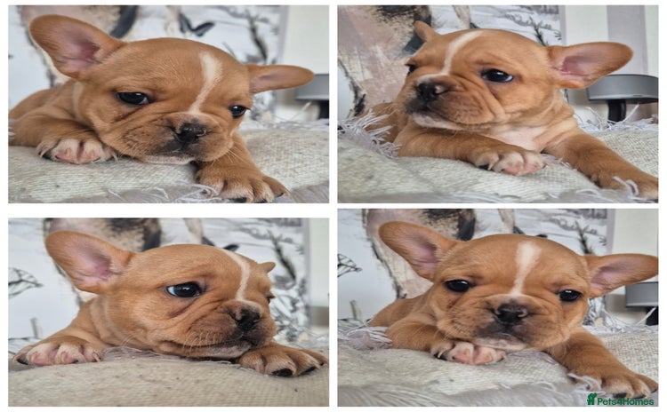 French Bulldog dogs - Advert 10