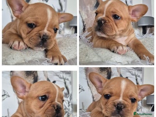 French Bulldog dogs - Advert 2