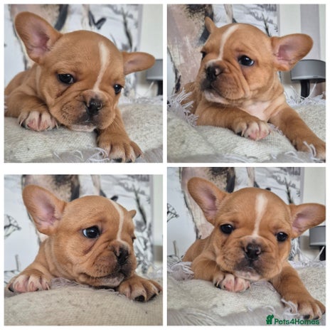 French Bulldog dogs - Advert 10