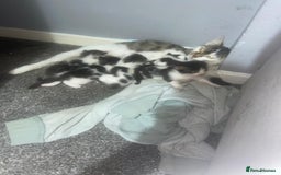 Maine Coon cats for sale: MI have 6 BEAUTIFUL kittens for sale🩷 - Image 15