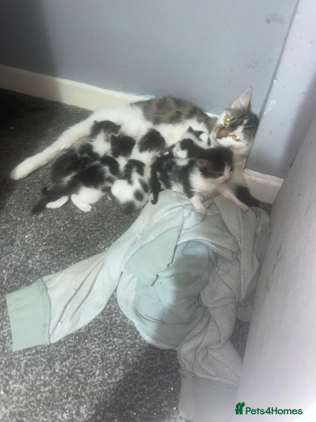 Maine Coon cats for sale: MI have 6 BEAUTIFUL kittens for sale🩷 - Image 15