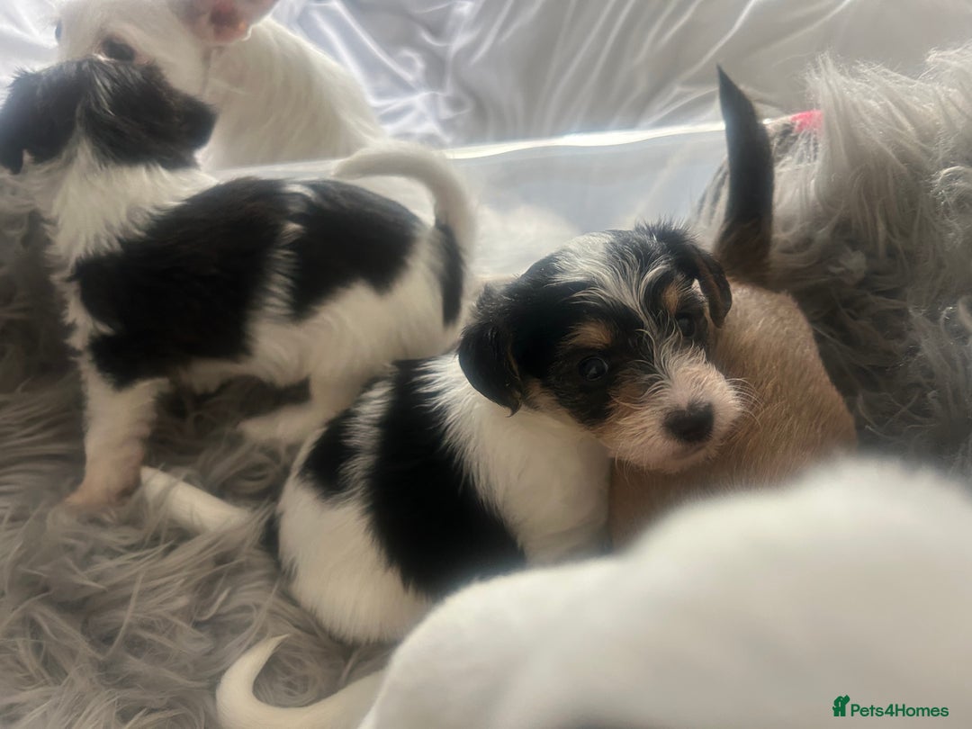 Jackapoo dogs for sale: 4 beautiful jackapoo boys - Image 7