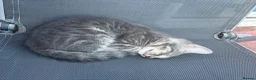 Mixed Breed cats for sale: She is girl  - Advert 3