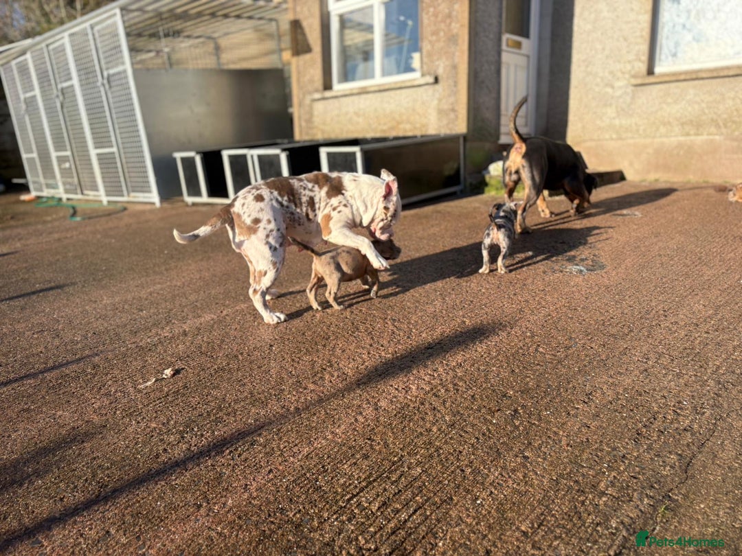 Olde English Bulldogge dogs for sale: 3 male puppy Olde English Bulldogges left - Advert 8