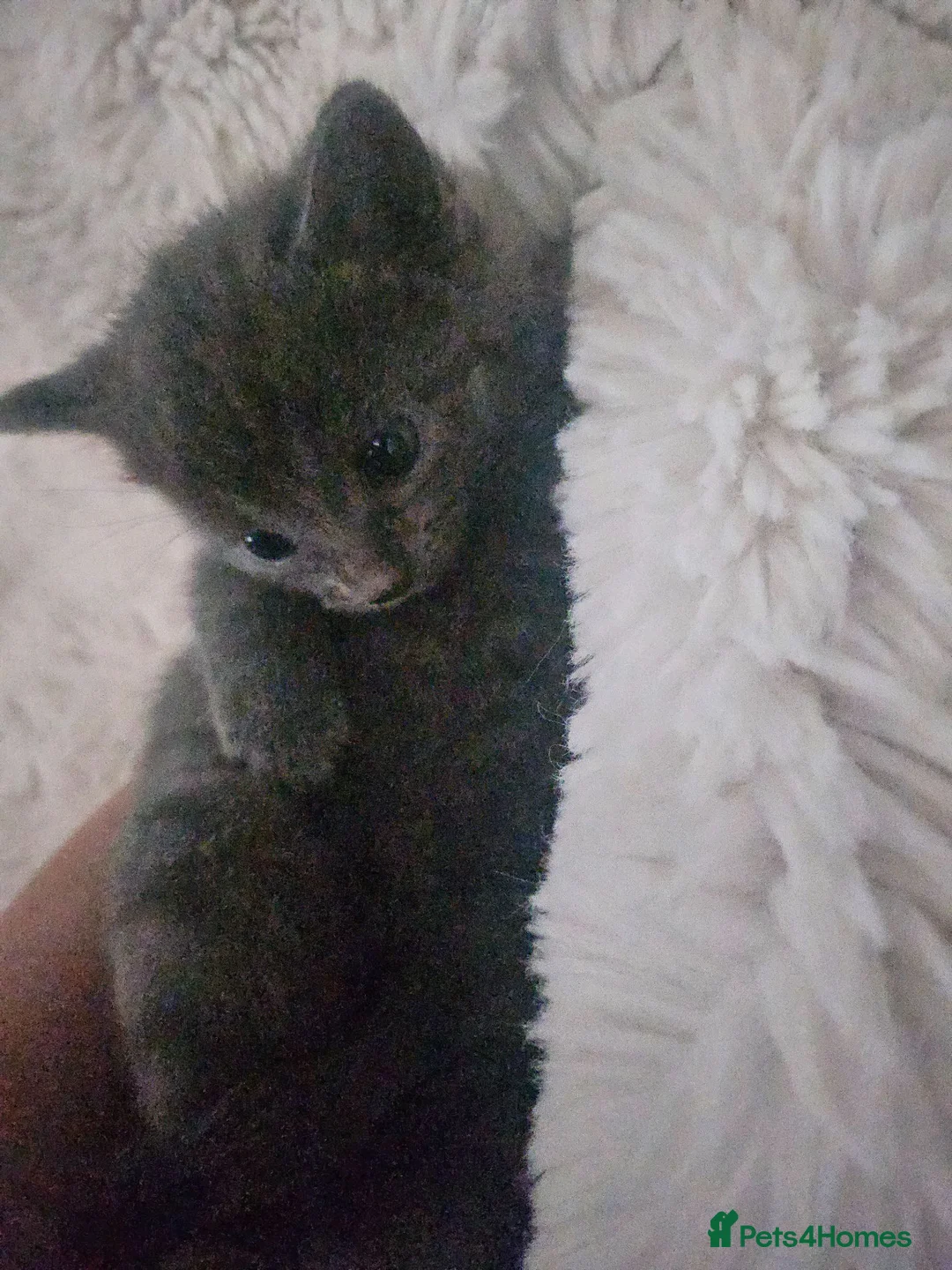 Mixed Breed cats for sale: Bengal cross kittens - Advert 34