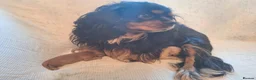 Cavalier King Charles Spaniel dogs for sale: KC,  Health Tested from Champion bloodlines  - Advert 8