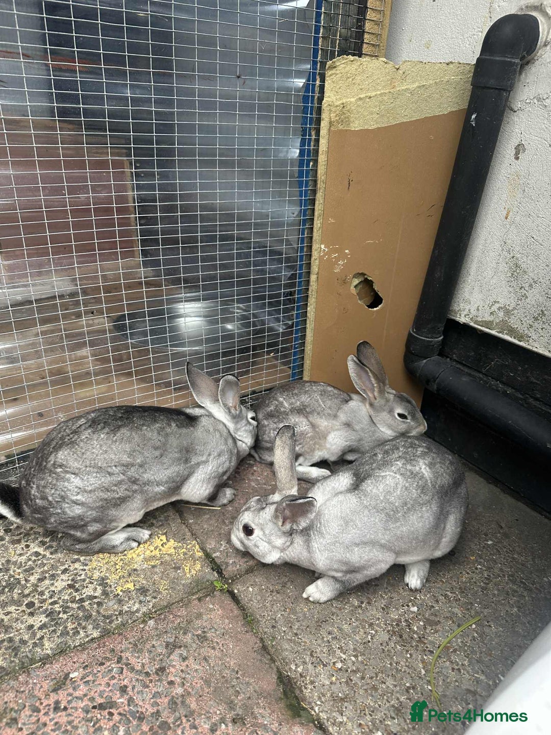 Rex rabbits for sale: 2 male Rex’s for sale  - Advert 2