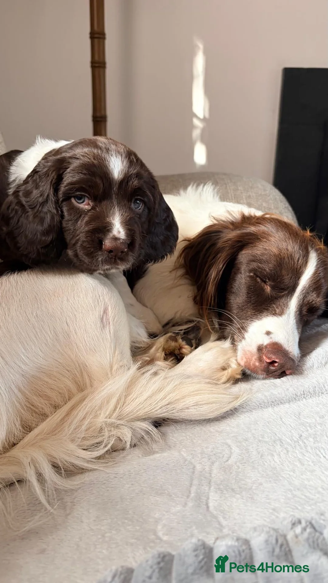 English Springer Spaniel dogs for sale:   Stunning Liver & White Springer Spaniel  Puppies - Advert 2