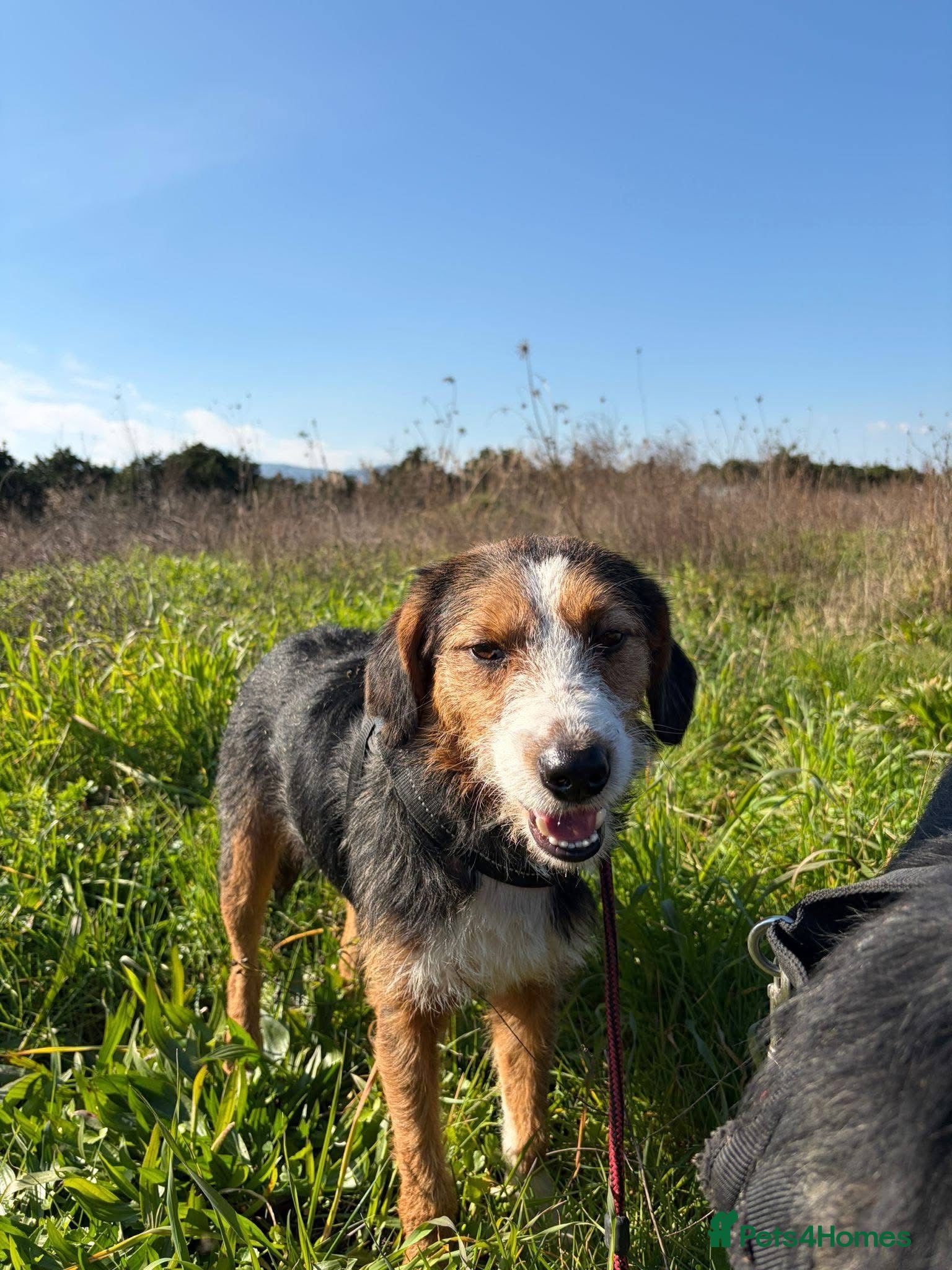 Mixed Breed dogs for sale: Ronnie & Reggie   - Advert 7