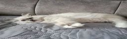 Ragdoll cats for sale: TICA registered ragdoll kittens  - Advert 7