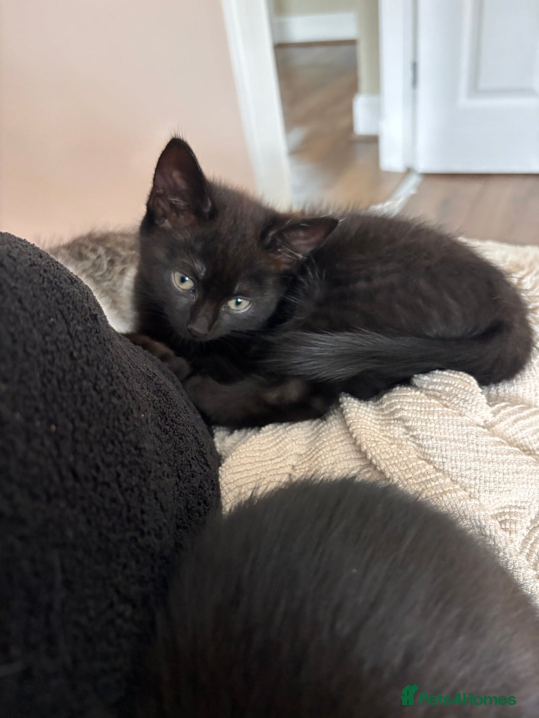 Mixed Breed cats for sale: 1/2 Ragdoll kittens - Image 1