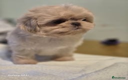 Shih Tzu dogs for sale: Outstanding Imperial Shih Tzu Pups - Image 7