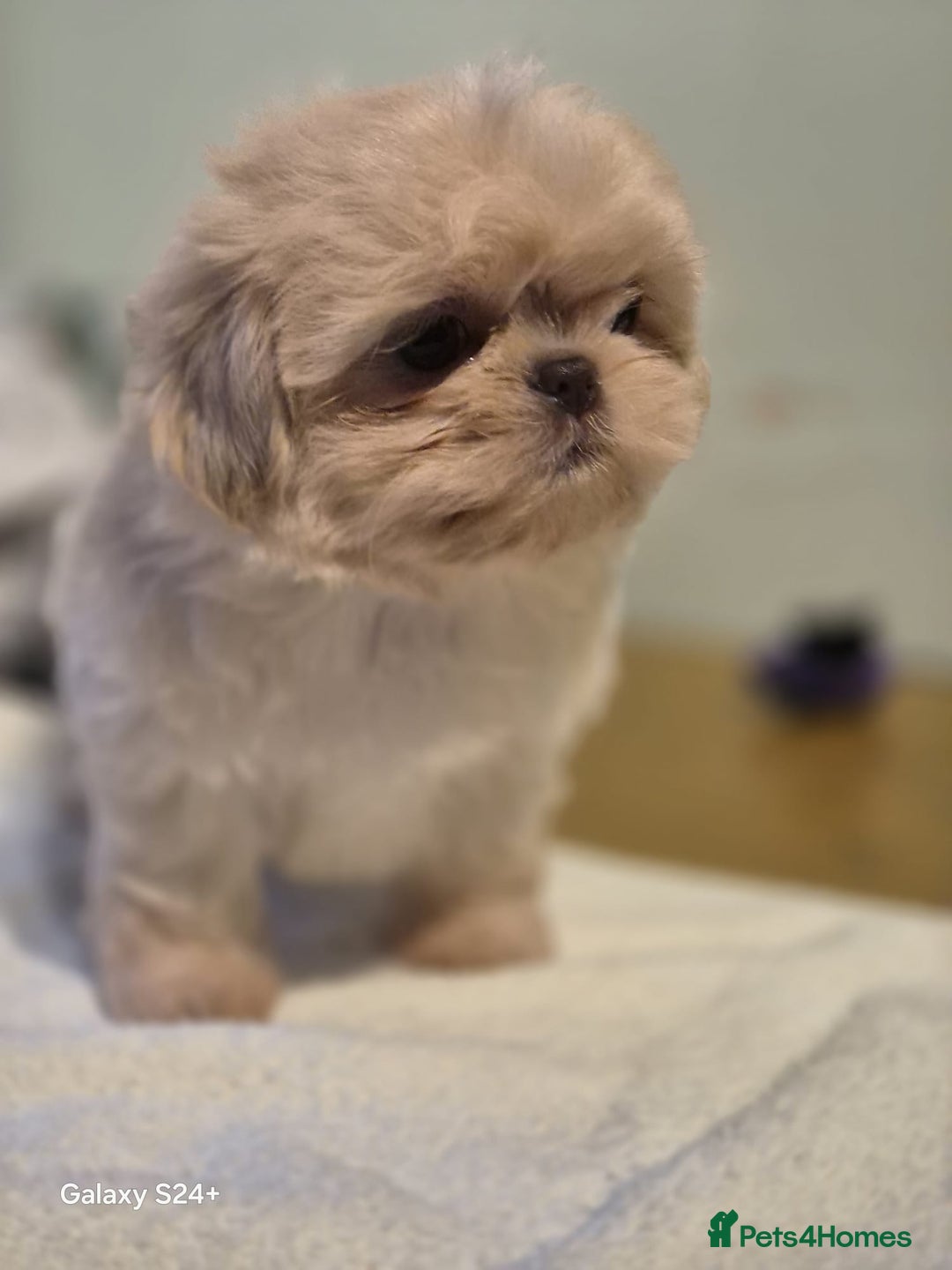 Shih Tzu dogs for sale: Outstanding Imperial Shih Tzu Pups - Image 7