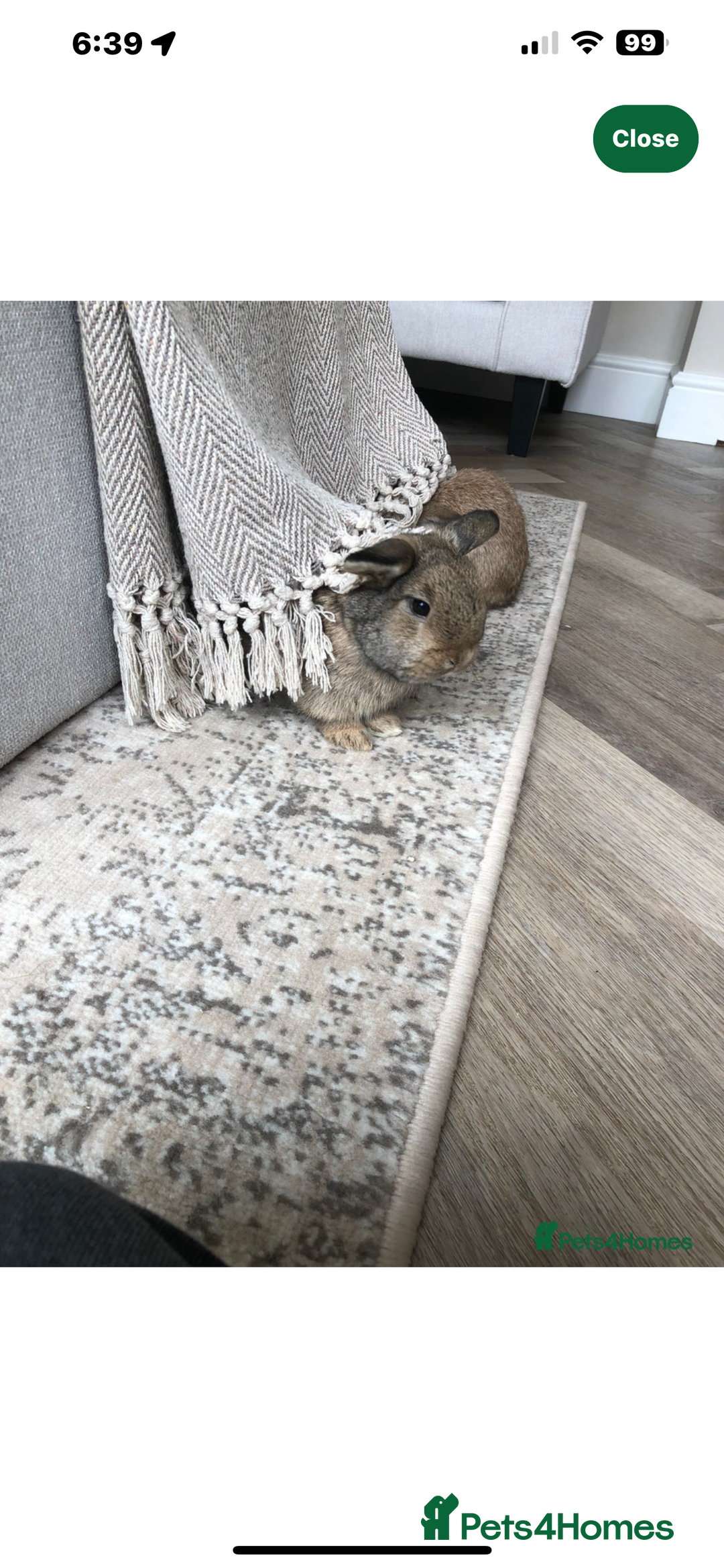 Mini Lop rabbits for sale: Mini lop bunny  - Image 4