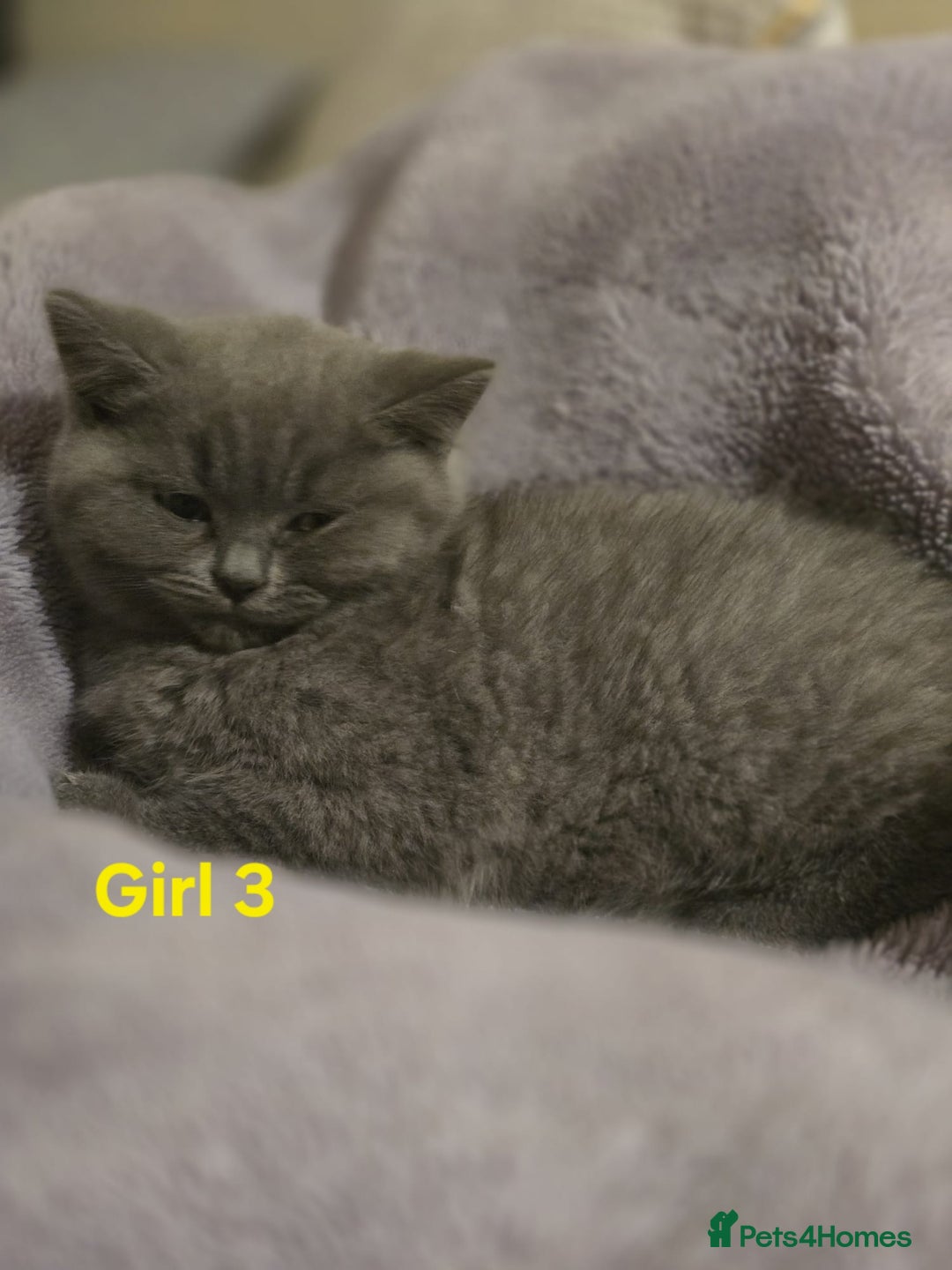 British Shorthair cats for sale: British Short Hair  - Advert 3