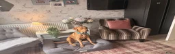 Labrador Retriever dogs for sale: 2.5 year old fox red lab.  in Leicester - Advert 8