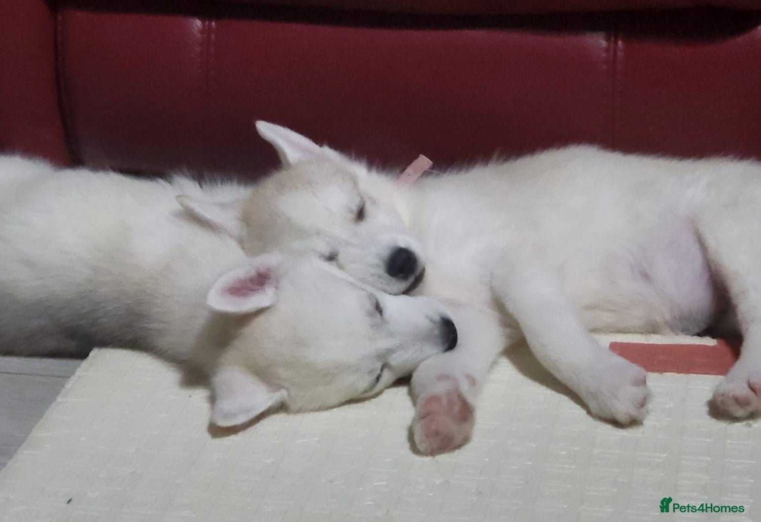 Siberian Husky dogs Beautiful Siberian husky Pups, Rare Eye Colour - Advert 1