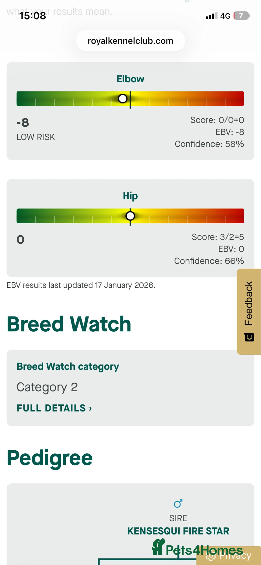 Labrador Retriever dogs for stud: Fully Health Tested Chocolate Labrador  - Advert 2