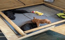 Cocker Spaniel dogs for sale: Beautiful Cocker Spaniel Puppies  - Image 9